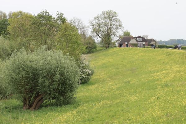 bomen dijkversterking