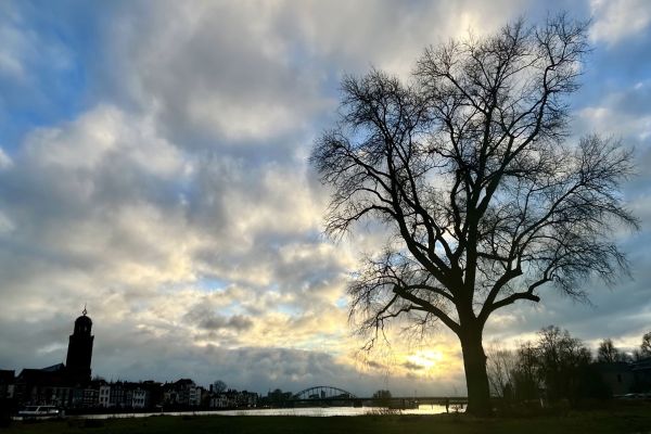 Reus van de Worp populier Deventer