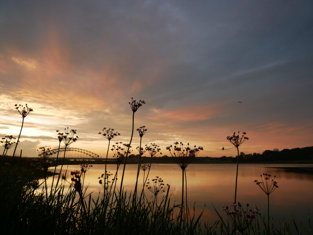 Zeldzame zwanenbloemen langs de IJssel