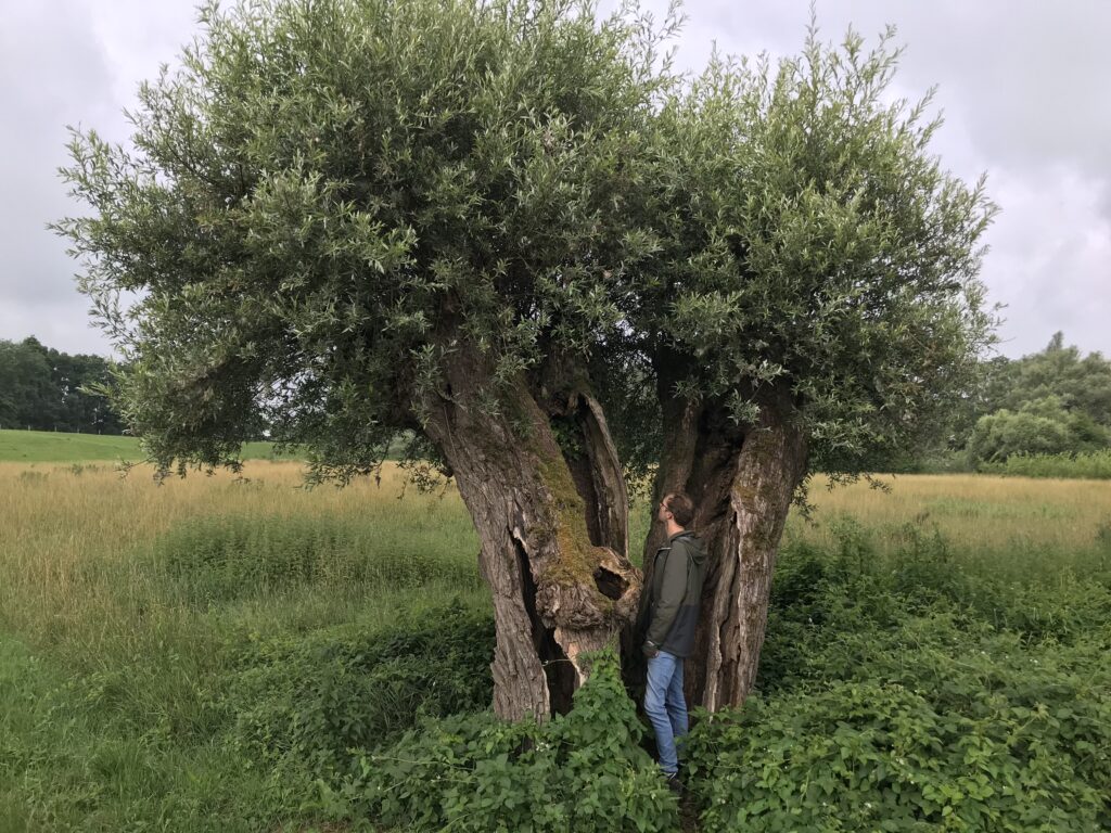 knotwilgen in Duursche Waarden