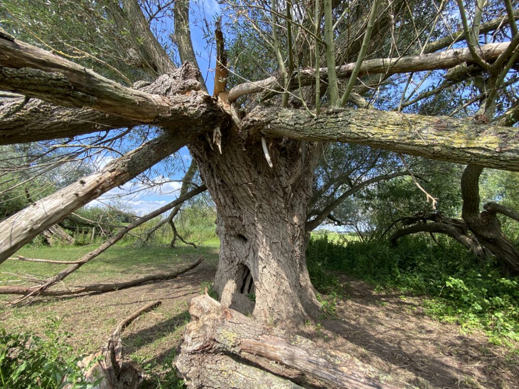 Knotwilgen met afgebroken zware takken.