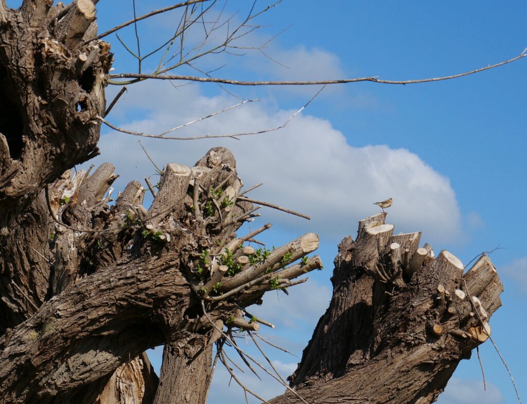 geknotte wilg in uiterwaarden