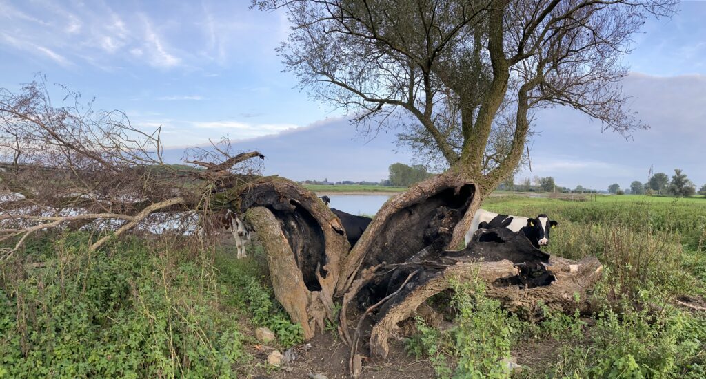 Oude wilg langs de IJssel is zwaar gehavend door brandstichting.