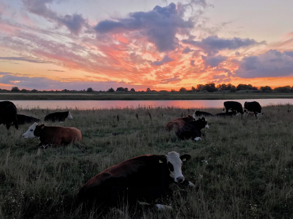 Koeien in Voerman landschap