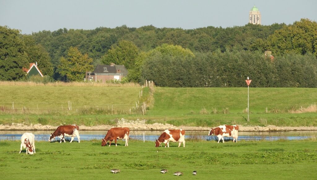 koeien rivieren