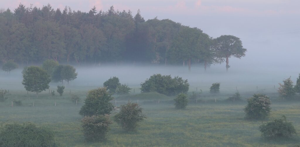 Fortmond bos bijzonder rivierbos langs de IJssel 