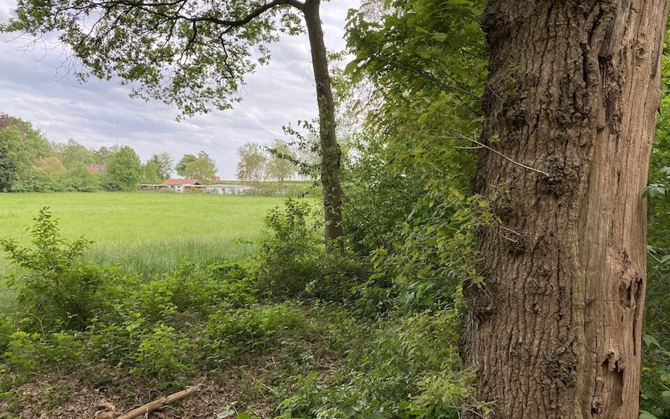 Camping 't Haasje bij Fortmonderbos, dat is gekocht door Staatsbosbeheer.