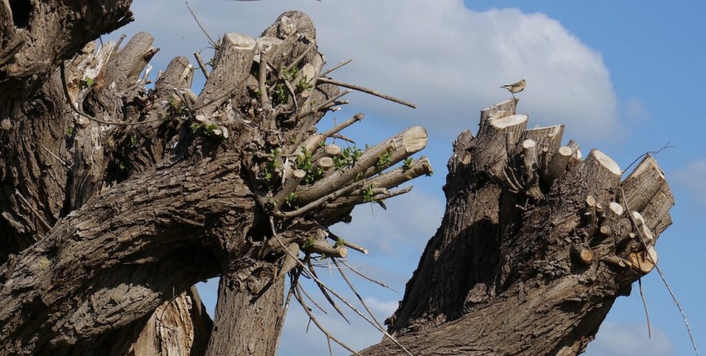 knotwilgen IJsseldelta Rivierverhalen 