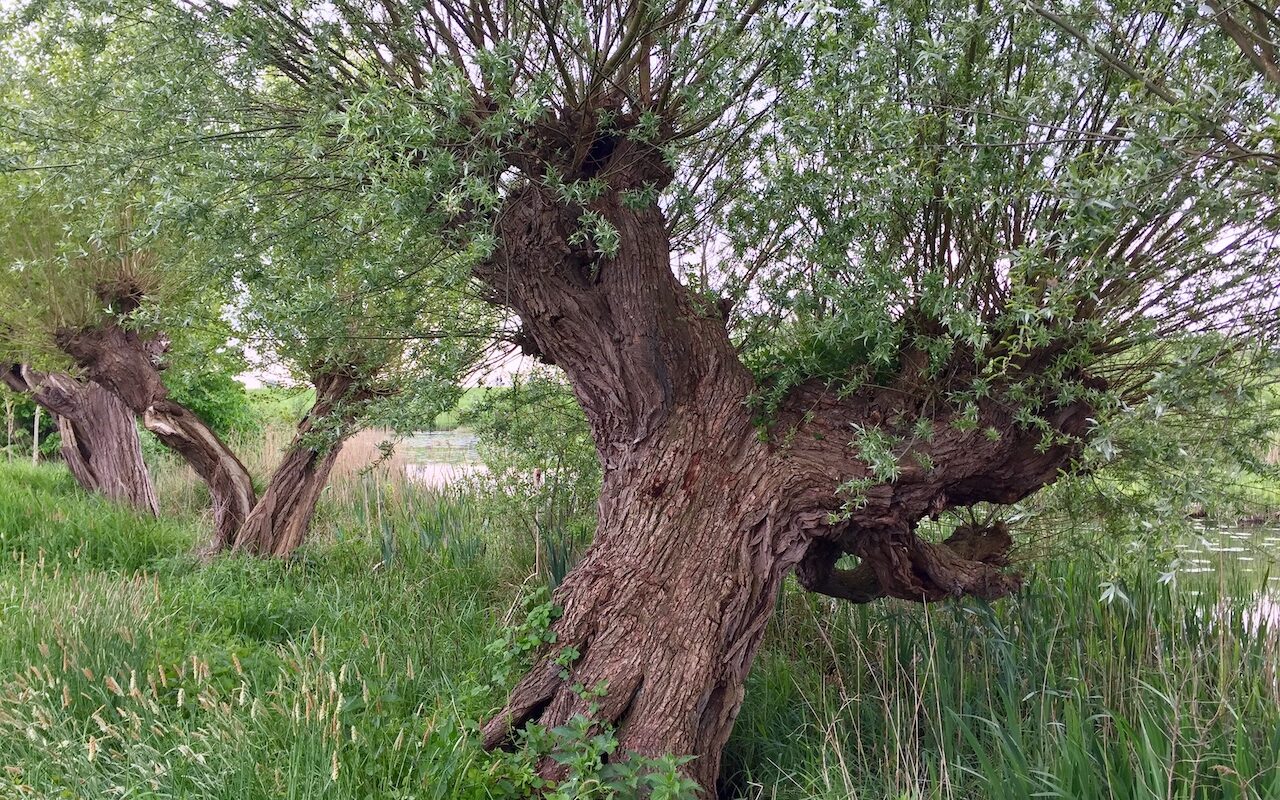 knotwilg IJsseldelta rivierverhalen 