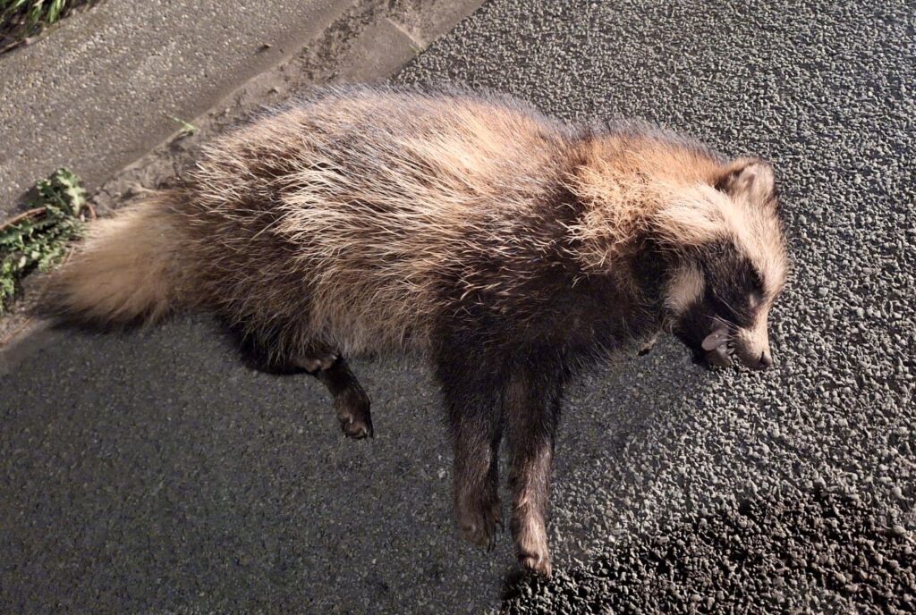 wasbeerhond IJssel 