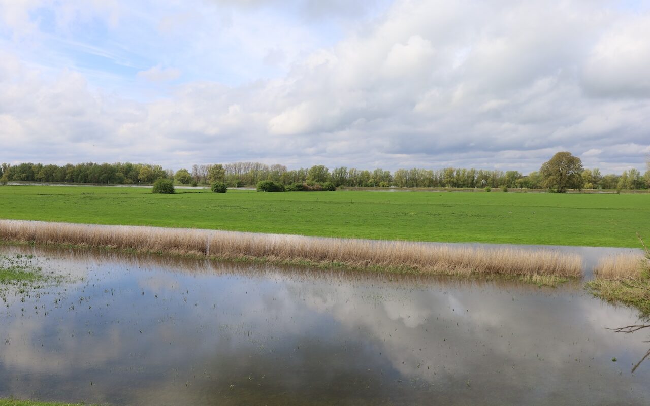 kwartelkoning uiterwaarden ijssel 
