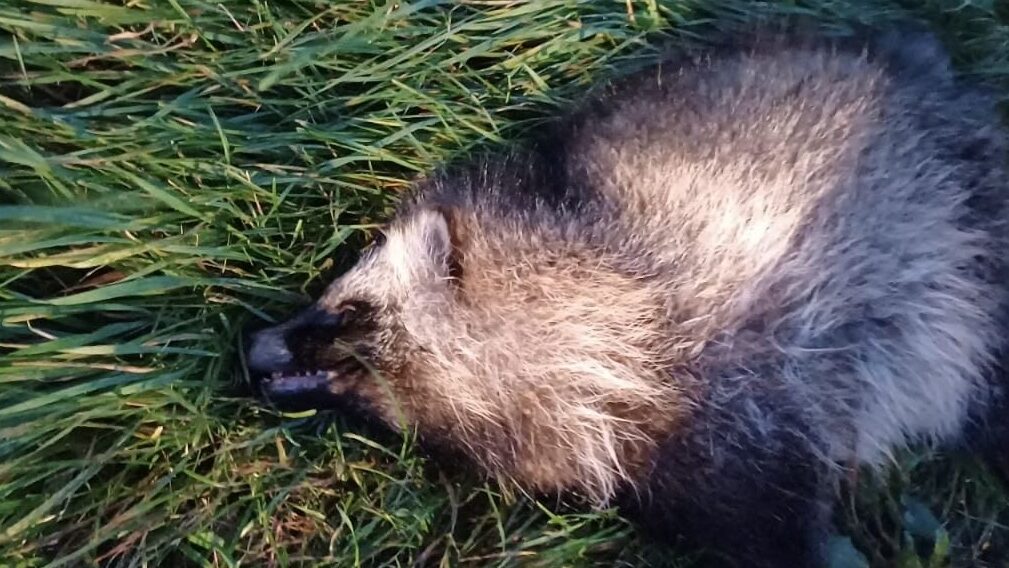 wasbeerhond IJssel 