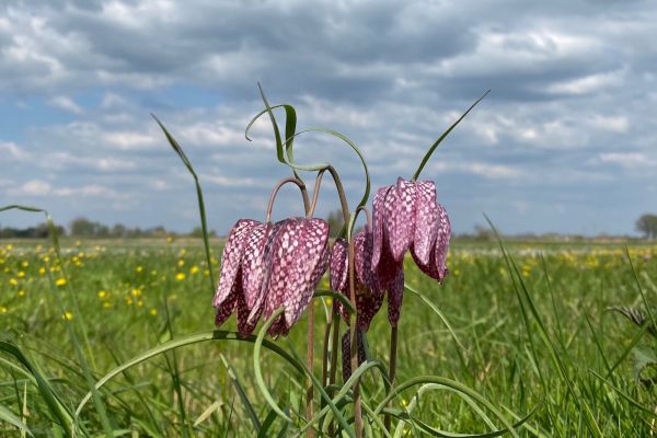 kievitsbloem Corporaal Rivierverhalen