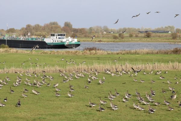 IJssel Ruimte voor de Rivier 2.0
