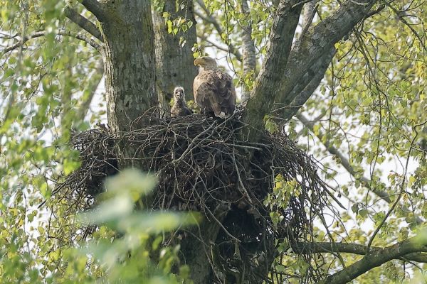 zeearend langs de IJssel